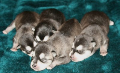 Antulke Pups Pic4 102609.JPG