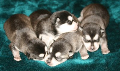 Antulke Pups Pic5 102609.JPG