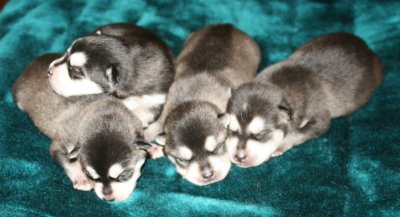 Antulke Pups Pic9 102609.JPG