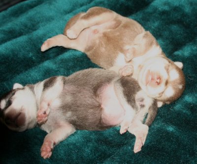 Mikiah Pups Pic 13 102609.JPG