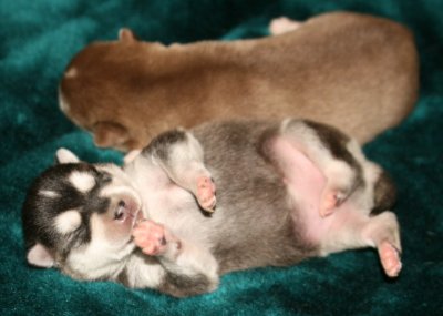 Mikiah Pups Pic10 102609.JPG