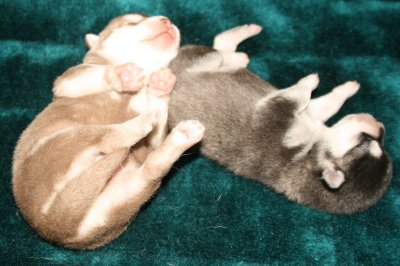 Mikiah Pups Pic11 102609.JPG