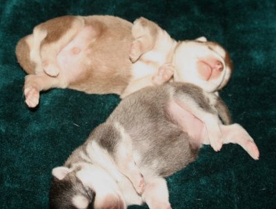 Mikiah Pups Pic12 102609.JPG