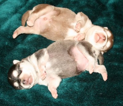 Mikiah Pups Pic14 102609.JPG