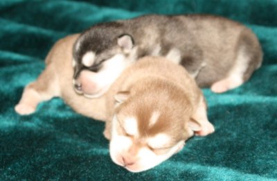 Mikiah Pups Pic4 102609.JPG