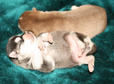 Mikiah Pups Pic5.JPG