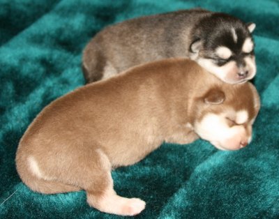 Mikiah Pups Pic7 102609.JPG