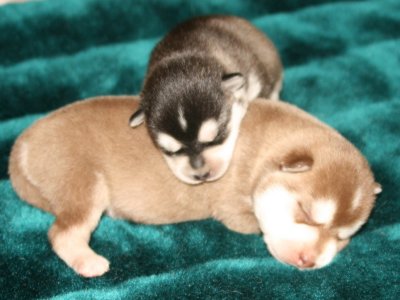 Mikiah Pups Pic9 102609.JPG