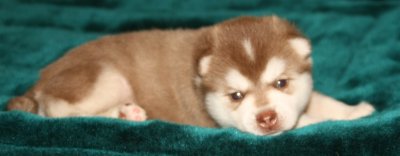 Mikiah Boy Pic16 111009.JPG