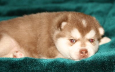 Mikiah Boy Pic15 111009.JPG
