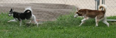 Rio Hondo Love Birds 003.JPG