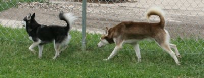 Rio Hondo Love Birds 004.JPG