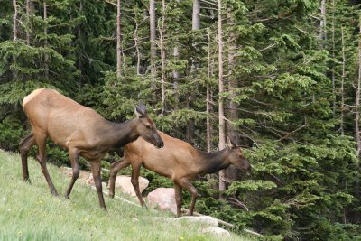 Cow elk and young