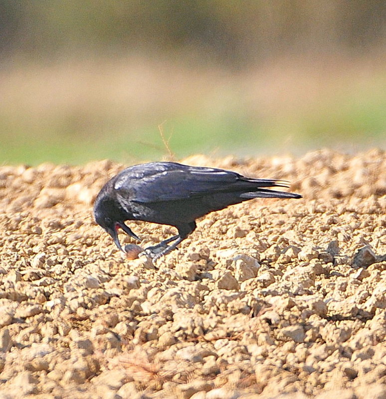 DSC_5875c.jpg