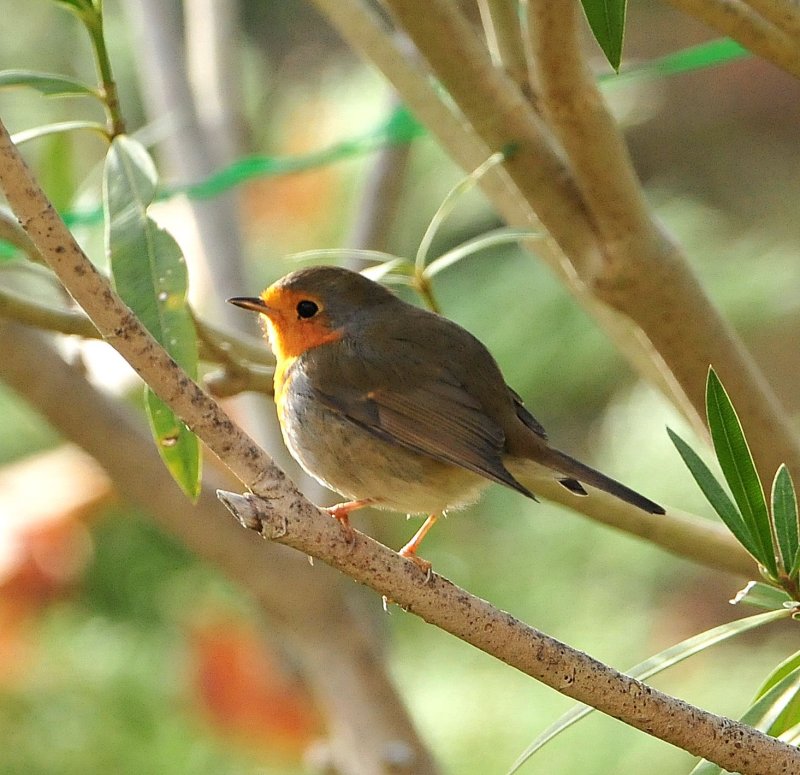 DSC_6056c.jpg