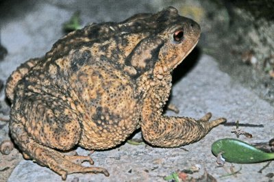 DSC_4092a.JPG