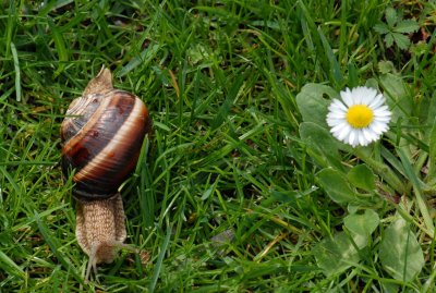 escargot2.JPG