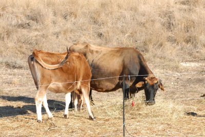 vaches.JPG
