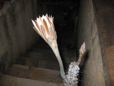 cactus-cierge de nuit 0.jpg