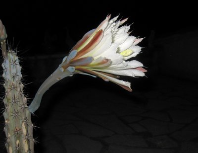 cactus-cierge de nuit 1.JPG