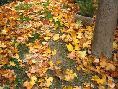 nov-08.JPG