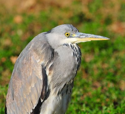 DSC_5958c.jpg