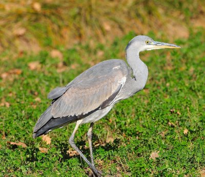 DSC_5967c.jpg