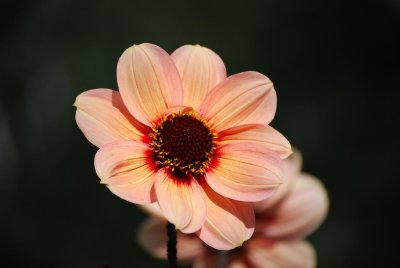 ulriksdal flower