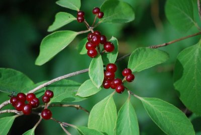 ulriksdal berries