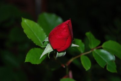 linkping red rose