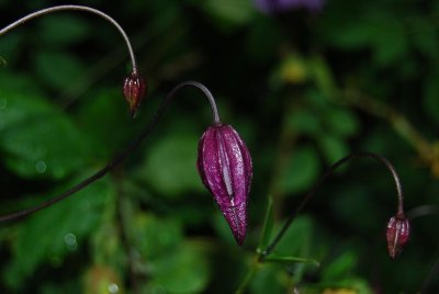 linkping flower