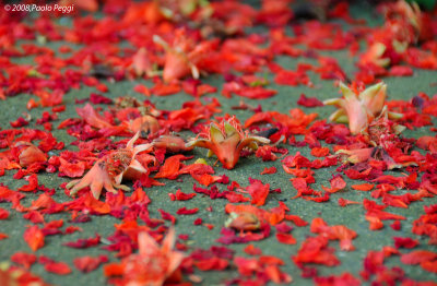 Red petals of summer...