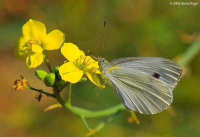 Hey! Is sucking the nectar from flowers!