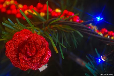 Xmas Red Roses for you ...