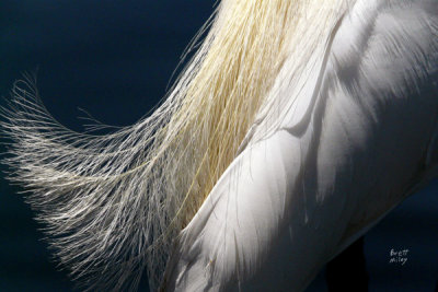 egretsnowy1150_Snowy Egret