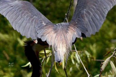 herontri1299_Tricolored Heron