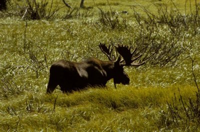 USA-128-Wyoming.jpg