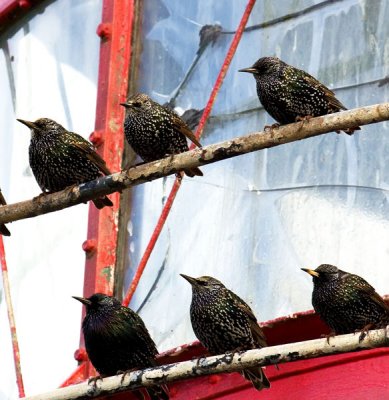 starlings