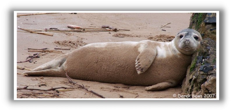 Grey Seal