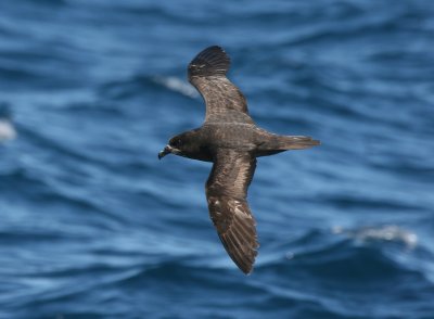 Grey-faced Petrel