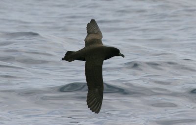 White-chinned petrel