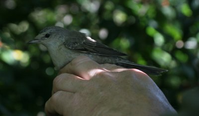 Barred Warbler