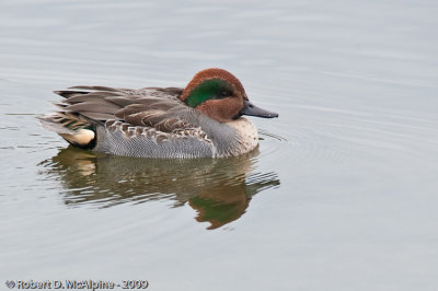 Green-winged Teal  -  (Anas crecca)  -  Sarcell d'hiver