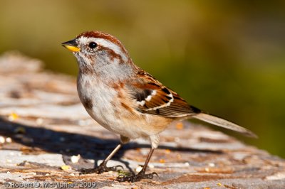 American Tree Sparrow  -  (Spizella arborea)  -  Bruant hudsonien