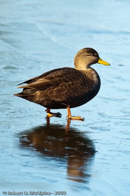American Black Duck  -  (Anas rubripes)  -  Canard noir