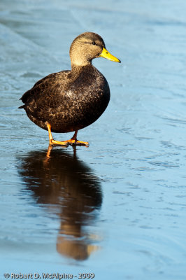 American Black Duck - (Anas rubripes) - Canard noir