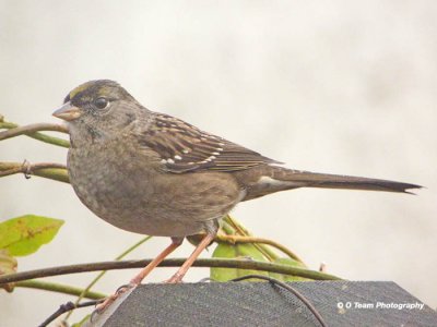 Golden-Crowned Sparrow