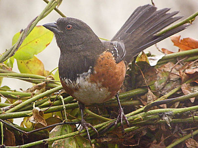 Alert Towhee