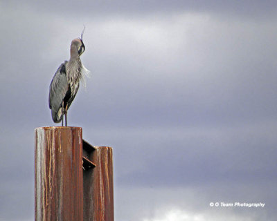 Cowichan  Bay Heron