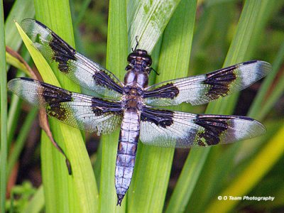 Common White Tail Skimmer